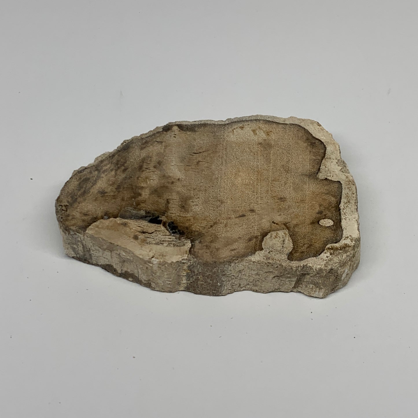 185g,3.9"x2.4"x0.6" Petrified Wood Slab Tree Branch Specimen, Minerals, B22636