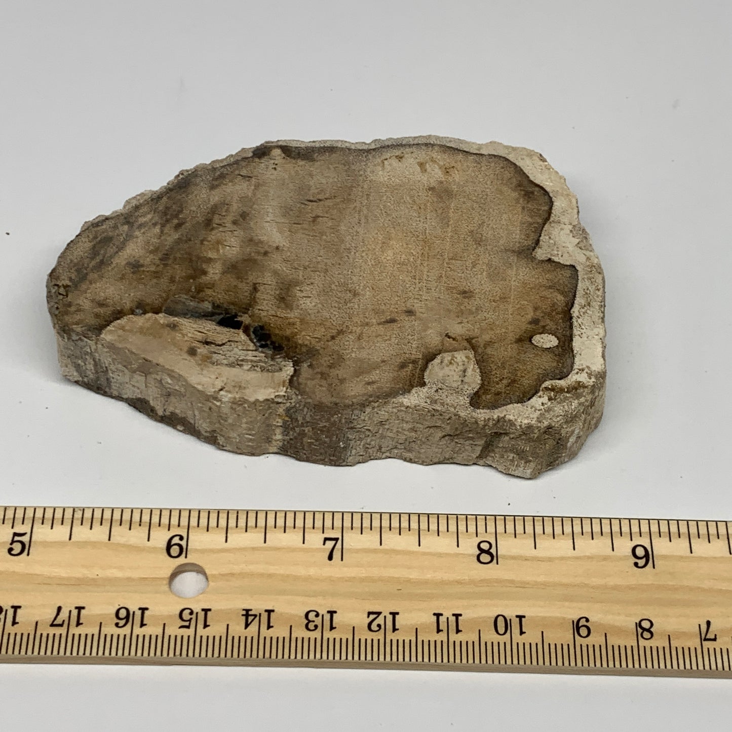 185g,3.9"x2.4"x0.6" Petrified Wood Slab Tree Branch Specimen, Minerals, B22636