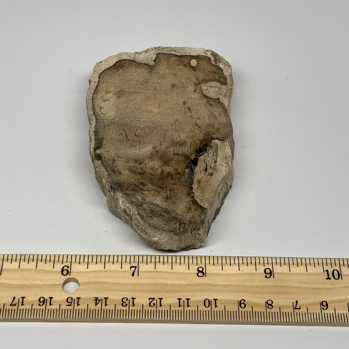 185g,3.9"x2.4"x0.6" Petrified Wood Slab Tree Branch Specimen, Minerals, B22636