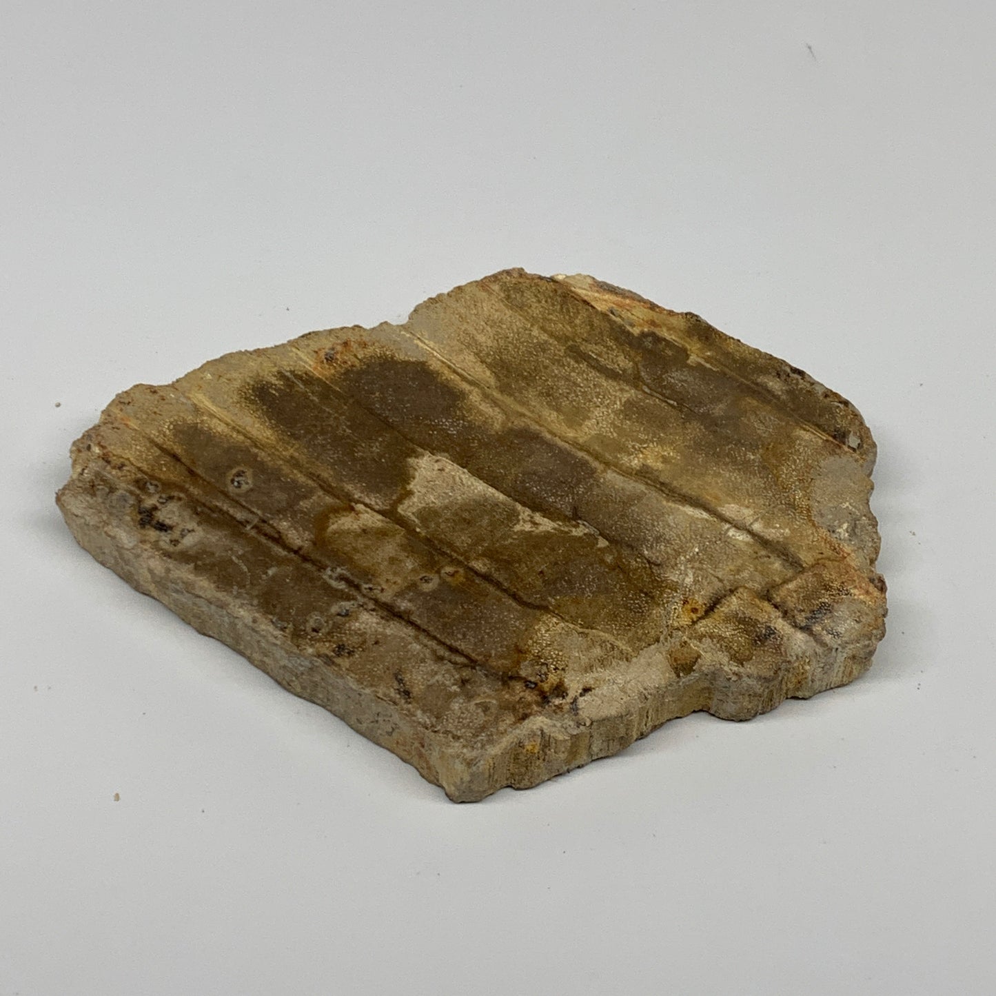 355g,5.4"x4.3"x0.6" Petrified Wood Slab Tree Branch Specimen, Minerals, B22647