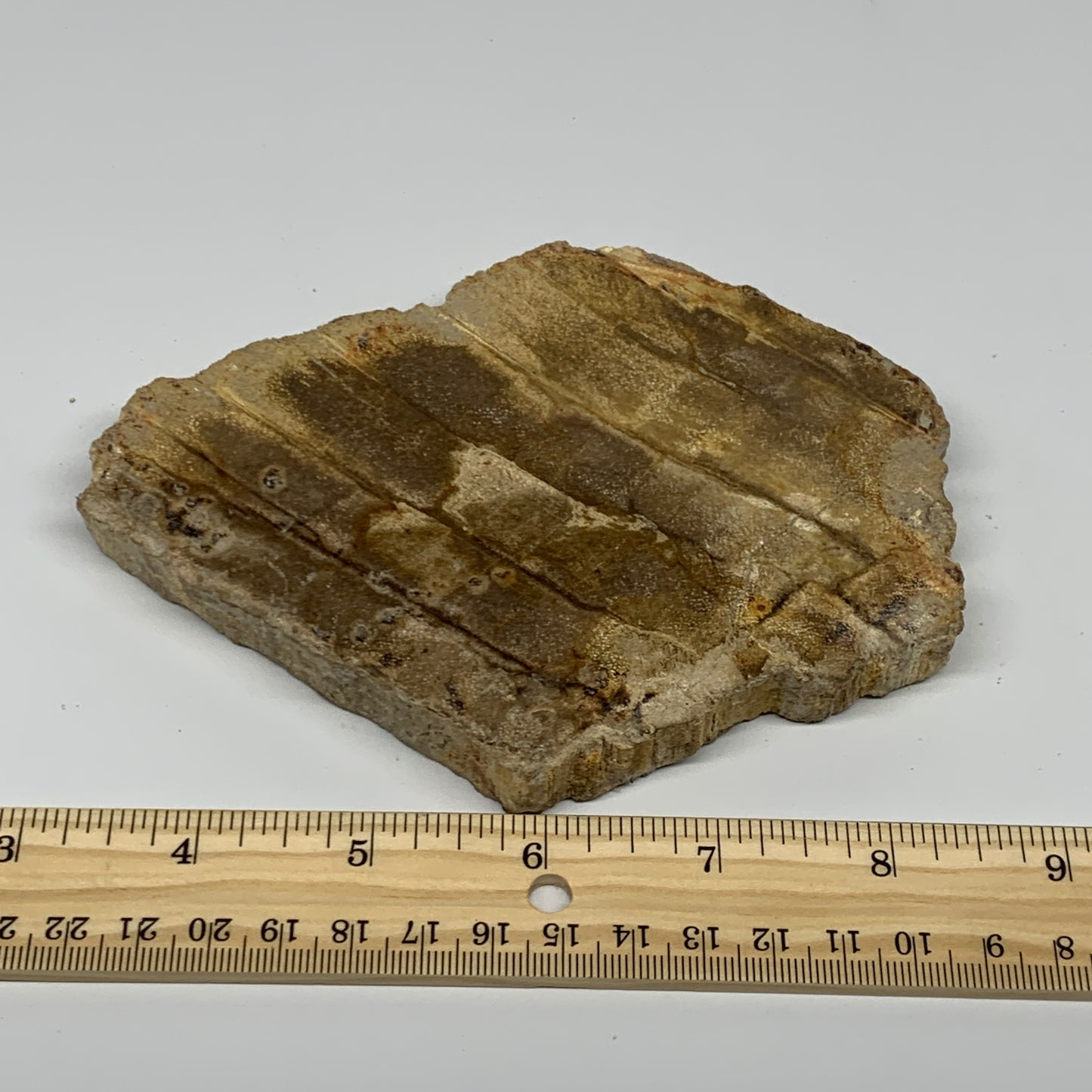 355g,5.4"x4.3"x0.6" Petrified Wood Slab Tree Branch Specimen, Minerals, B22647
