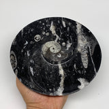 1040g, 2pcs Set,7" Fossils Orthoceras Bowls Round Ammonite Ring  @Morocco,B8822