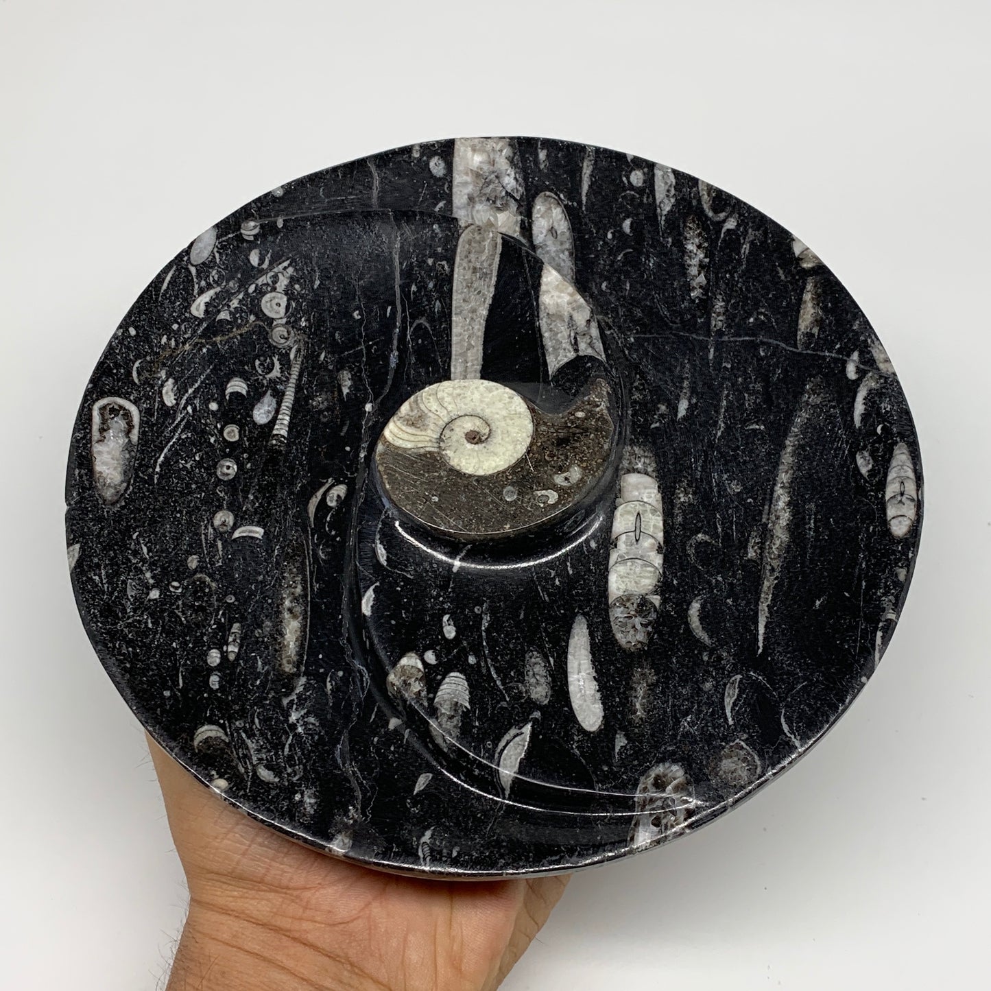 1070g, 2pcs Set,7" Fossils Orthoceras Bowls Round Ammonite Ring  @Morocco,B8823