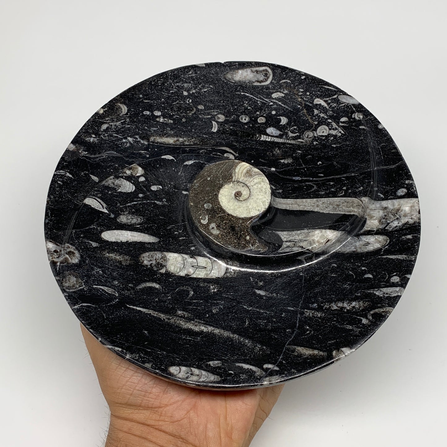 1070g, 2pcs Set,7" Fossils Orthoceras Bowls Round Ammonite Ring  @Morocco,B8823