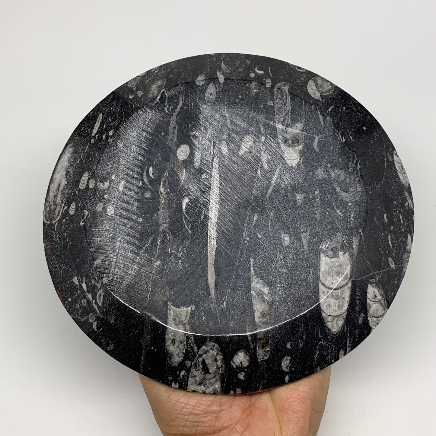 1070g, 2pcs Set,7" Fossils Orthoceras Bowls Round Ammonite Ring  @Morocco,B8823