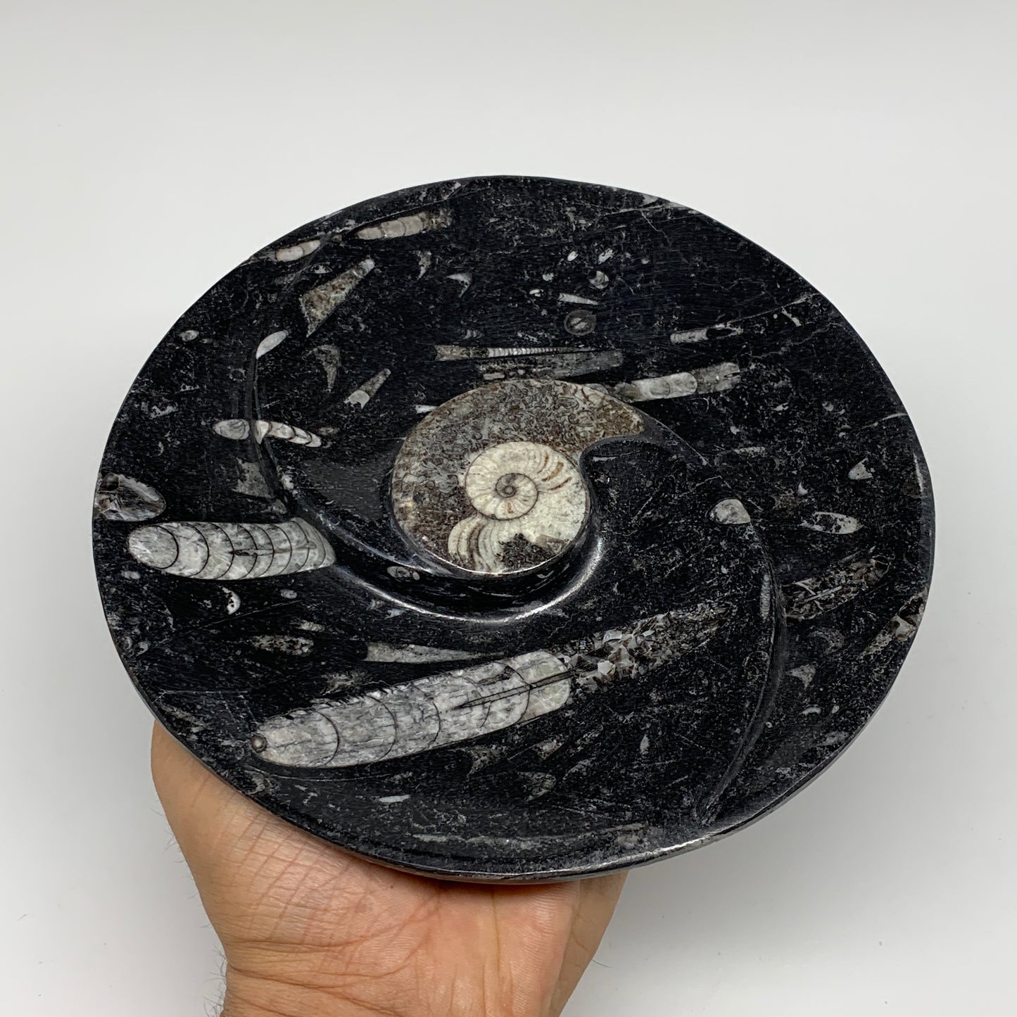 1070g, 2pcs Set,7" Fossils Orthoceras Bowls Round Ammonite Ring  @Morocco,B8823