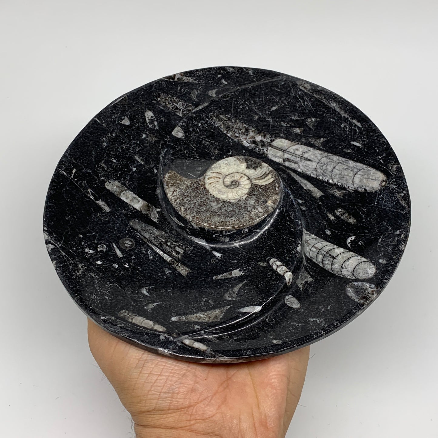 1070g, 2pcs Set,7" Fossils Orthoceras Bowls Round Ammonite Ring  @Morocco,B8823