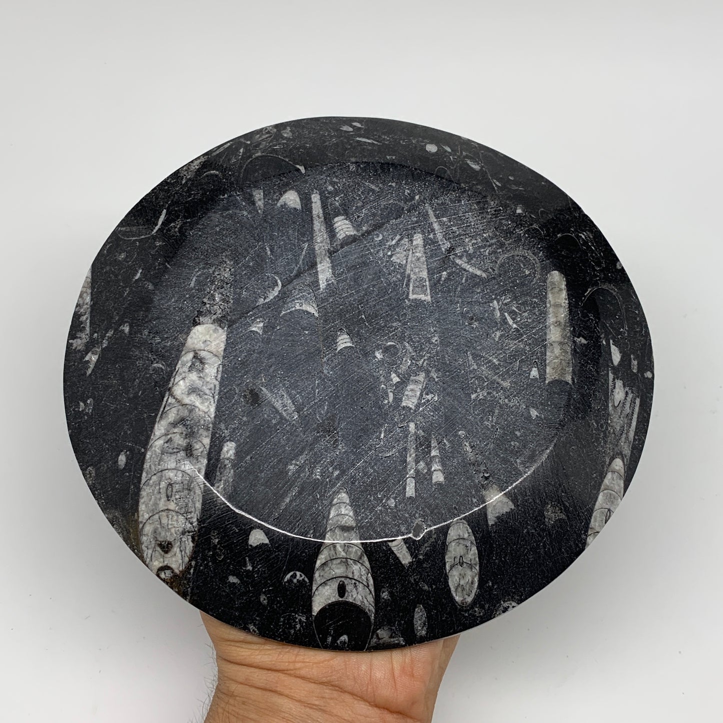 1070g, 2pcs Set,7" Fossils Orthoceras Bowls Round Ammonite Ring  @Morocco,B8823