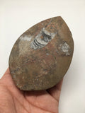 243.9 Grams Hand Polished Fossils Orthoceras (straight horn)SQUID @Morocco,MF235 - watangem.com