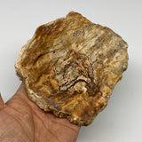 345g,4.4"x4.7"x0.6" Petrified Wood Slab Tree Branch Specimen, Minerals, B22651