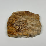 345g,4.4"x4.7"x0.6" Petrified Wood Slab Tree Branch Specimen, Minerals, B22651