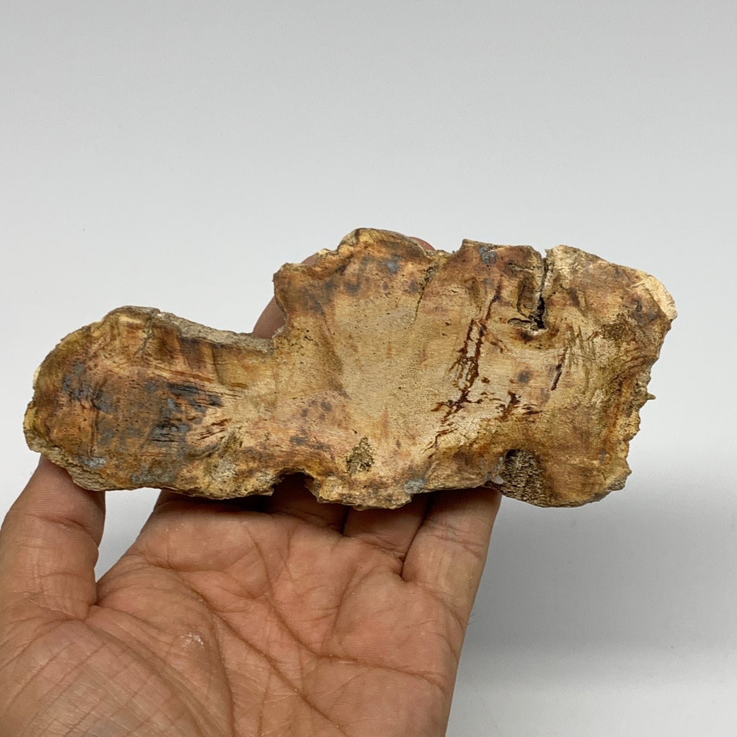 170g,5.3"x2.3"x0.6" Petrified Wood Slab Tree Branch Specimen, Minerals, B22652