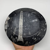 1180g, 2pcs Set,7" Fossils Orthoceras Bowls Round Ammonite Ring @Morocco,B8828