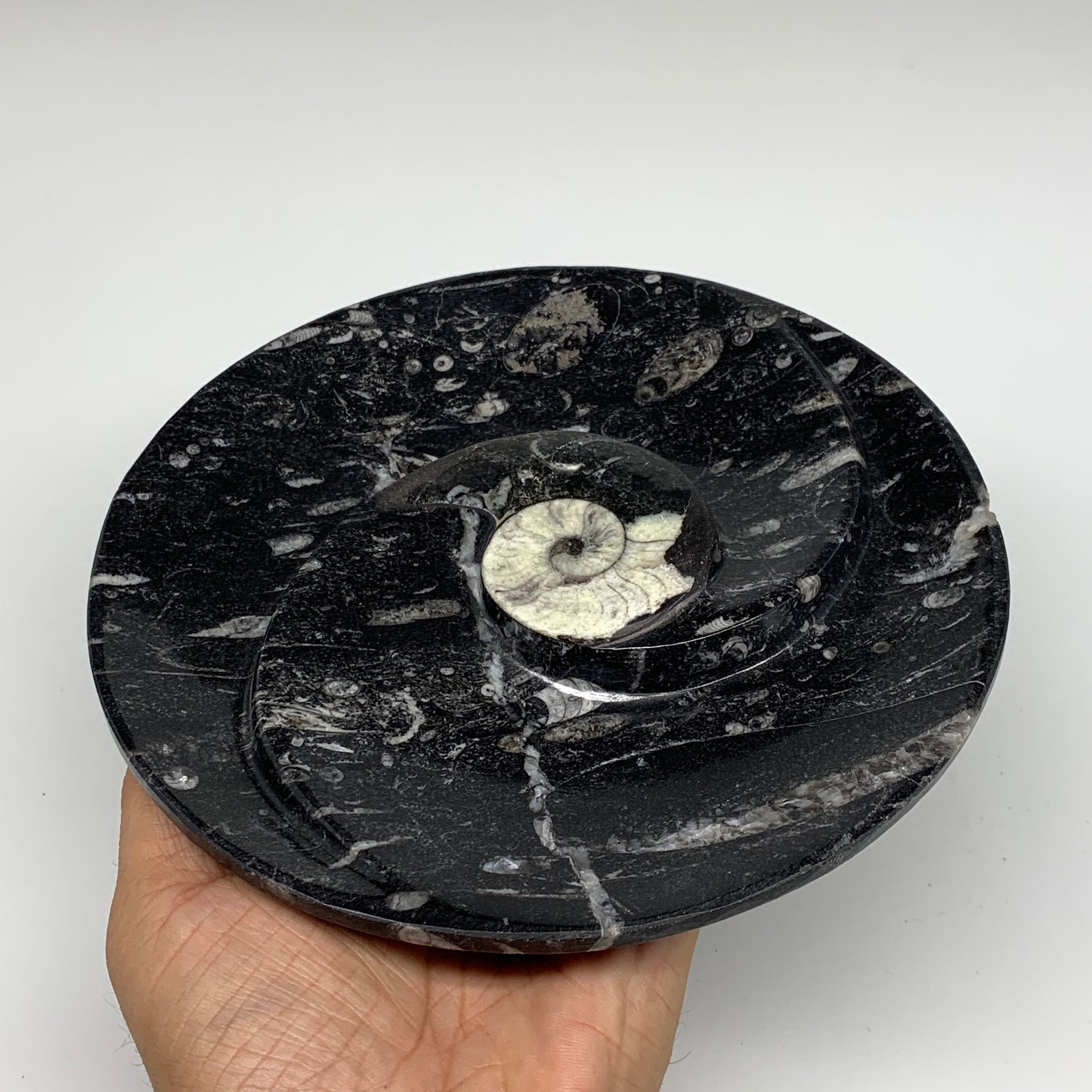 1116g, 2pcs Set,7" Fossils Orthoceras Bowls Round Ammonite Ring @Morocco,B8829