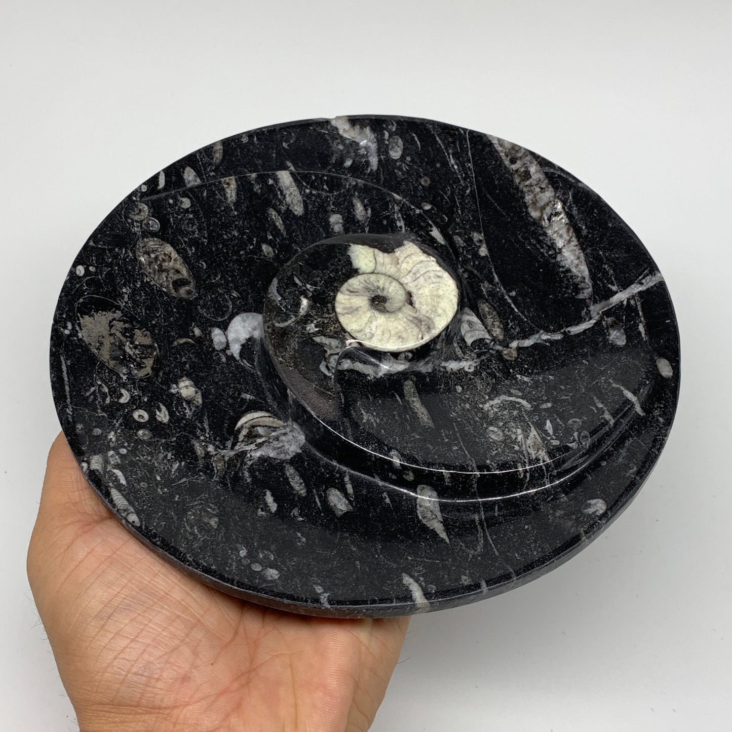 1116g, 2pcs Set,7" Fossils Orthoceras Bowls Round Ammonite Ring @Morocco,B8829