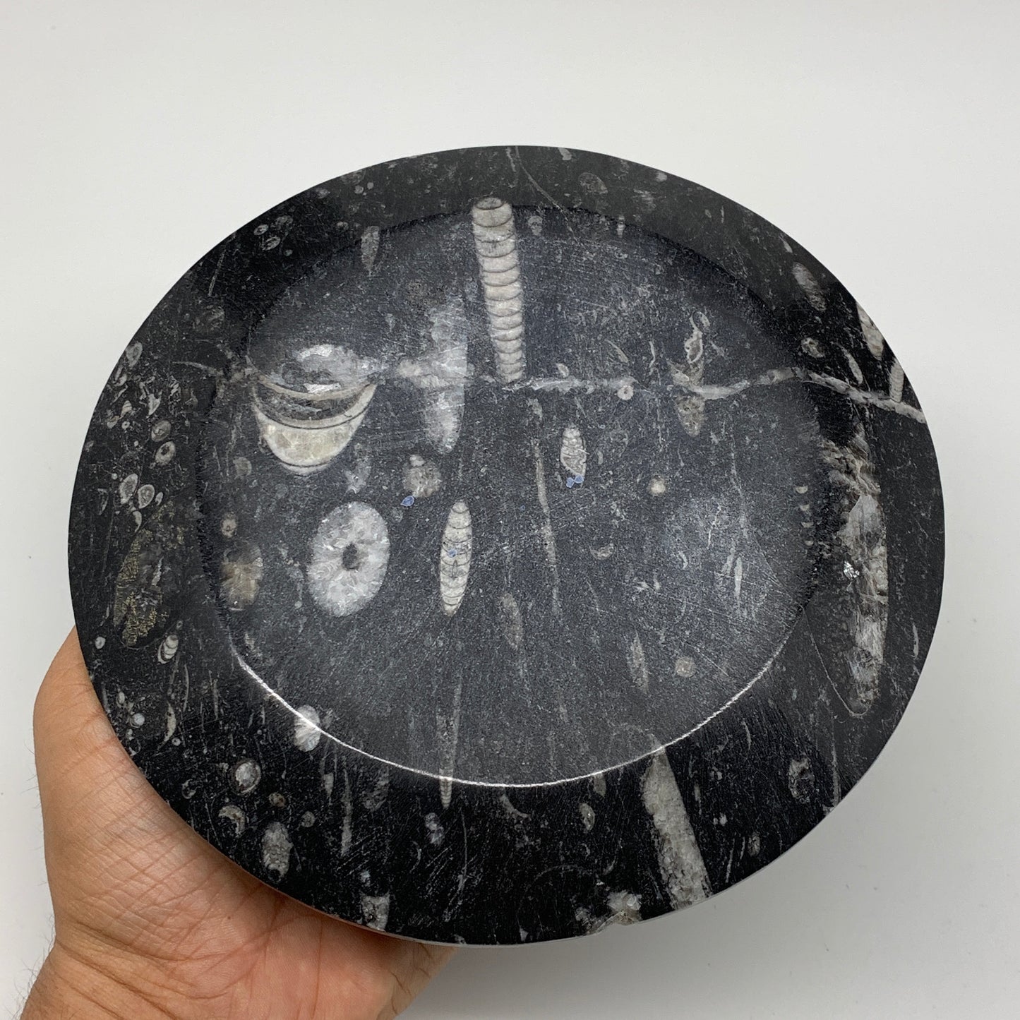 1116g, 2pcs Set,7" Fossils Orthoceras Bowls Round Ammonite Ring @Morocco,B8829