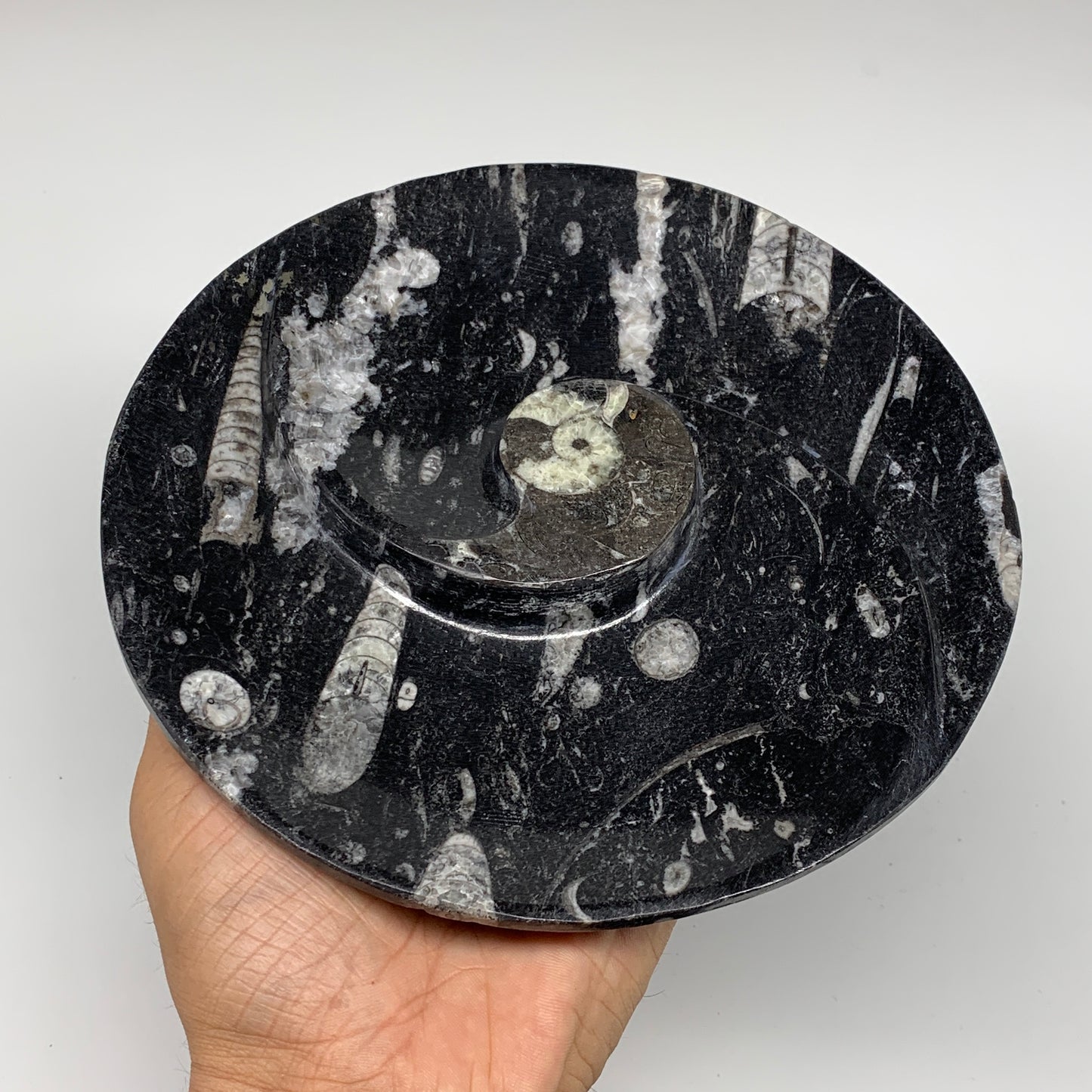 1116g, 2pcs Set,7" Fossils Orthoceras Bowls Round Ammonite Ring @Morocco,B8829