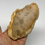 250g,5.3"x3.3"x0.6" Petrified Wood Slab Tree Branch Specimen, Minerals, B22654