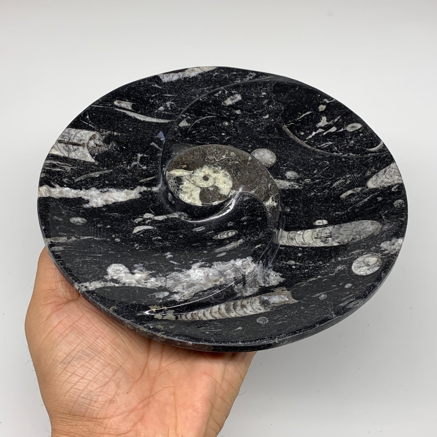 1116g, 2pcs Set,7" Fossils Orthoceras Bowls Round Ammonite Ring @Morocco,B8829