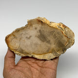 250g,5.3"x3.3"x0.6" Petrified Wood Slab Tree Branch Specimen, Minerals, B22654