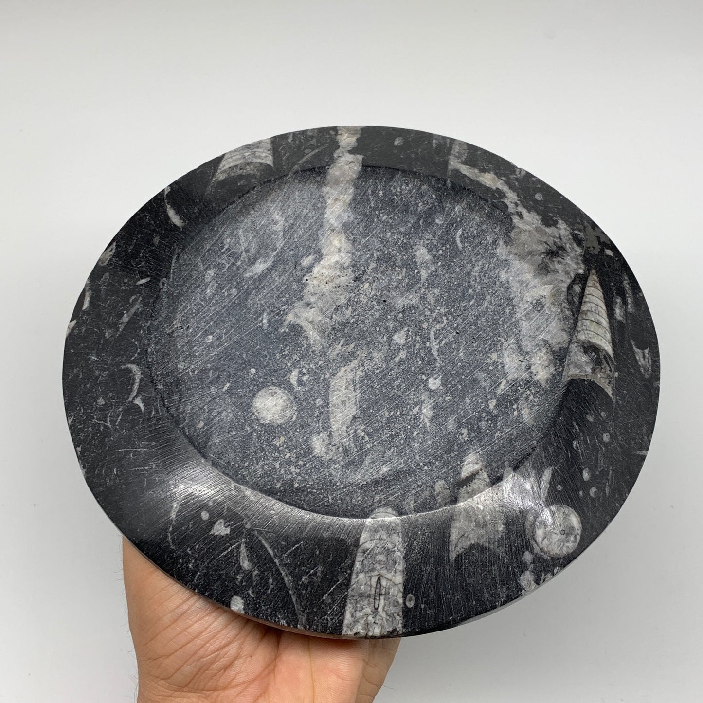 1116g, 2pcs Set,7" Fossils Orthoceras Bowls Round Ammonite Ring @Morocco,B8829