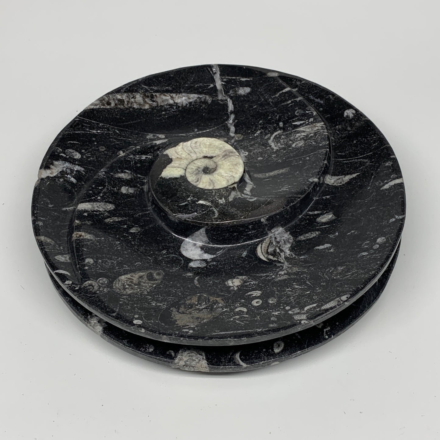 1116g, 2pcs Set,7" Fossils Orthoceras Bowls Round Ammonite Ring @Morocco,B8829