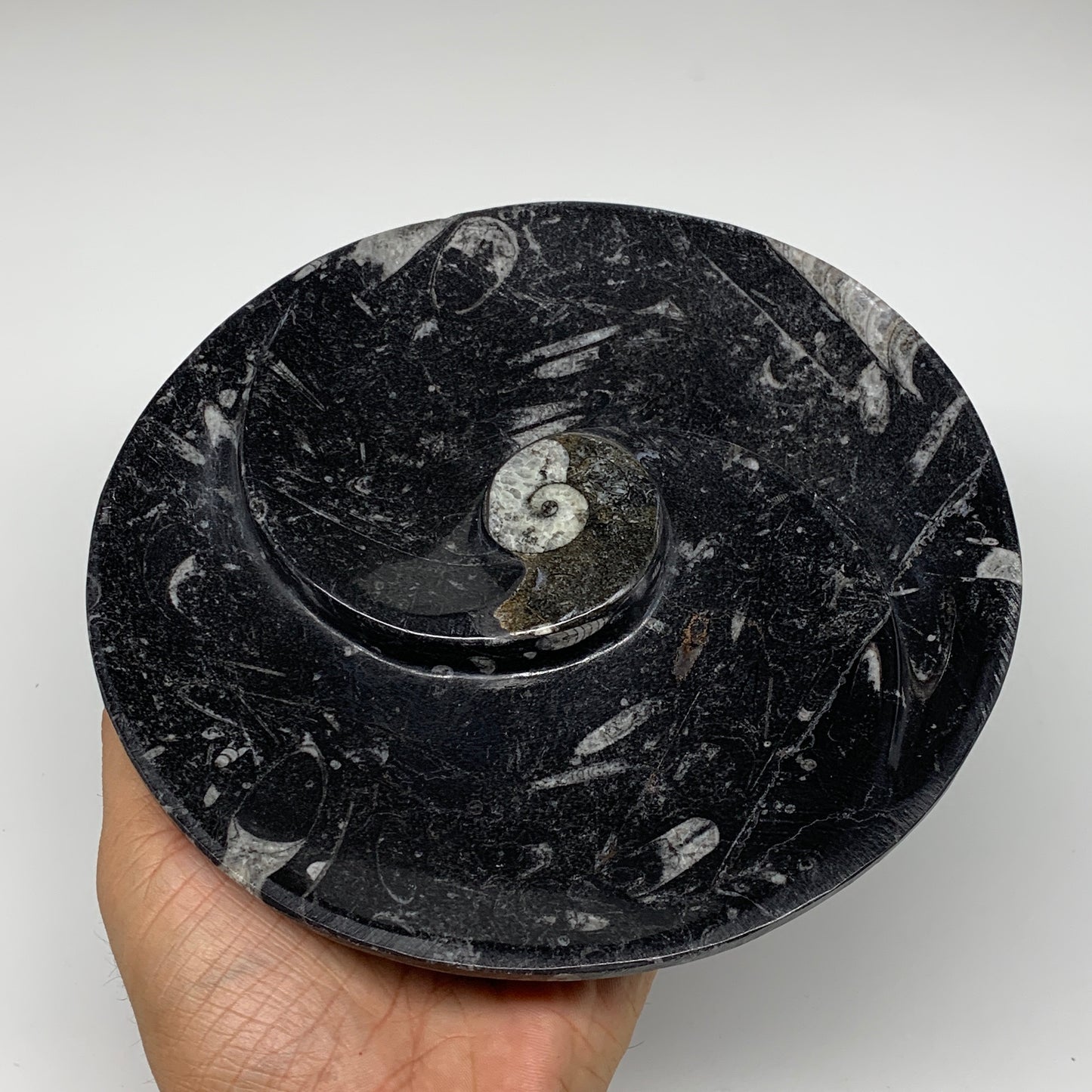 1024g, 2pcs Set,7" Fossils Orthoceras Bowls Round Ammonite Ring @Morocco,B8830