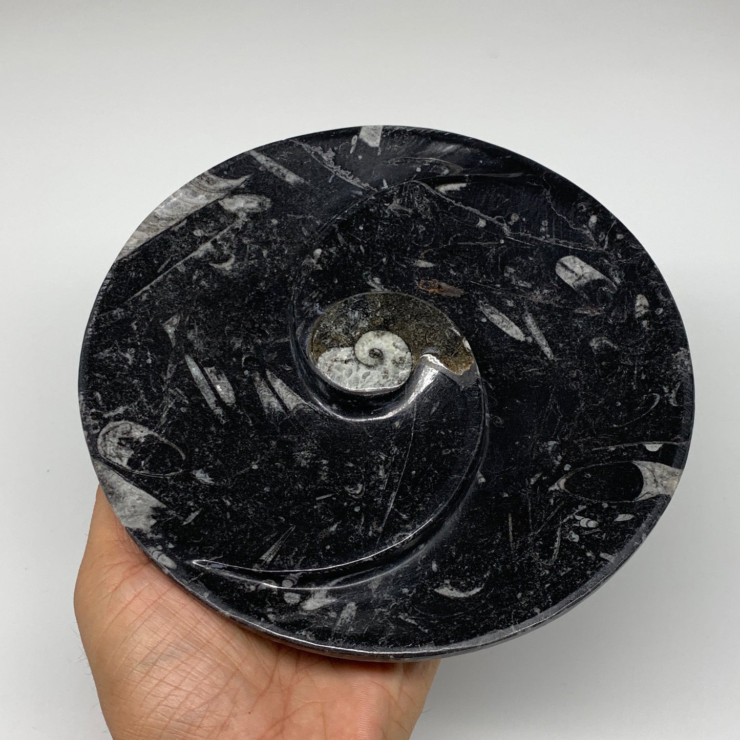 1024g, 2pcs Set,7" Fossils Orthoceras Bowls Round Ammonite Ring @Morocco,B8830