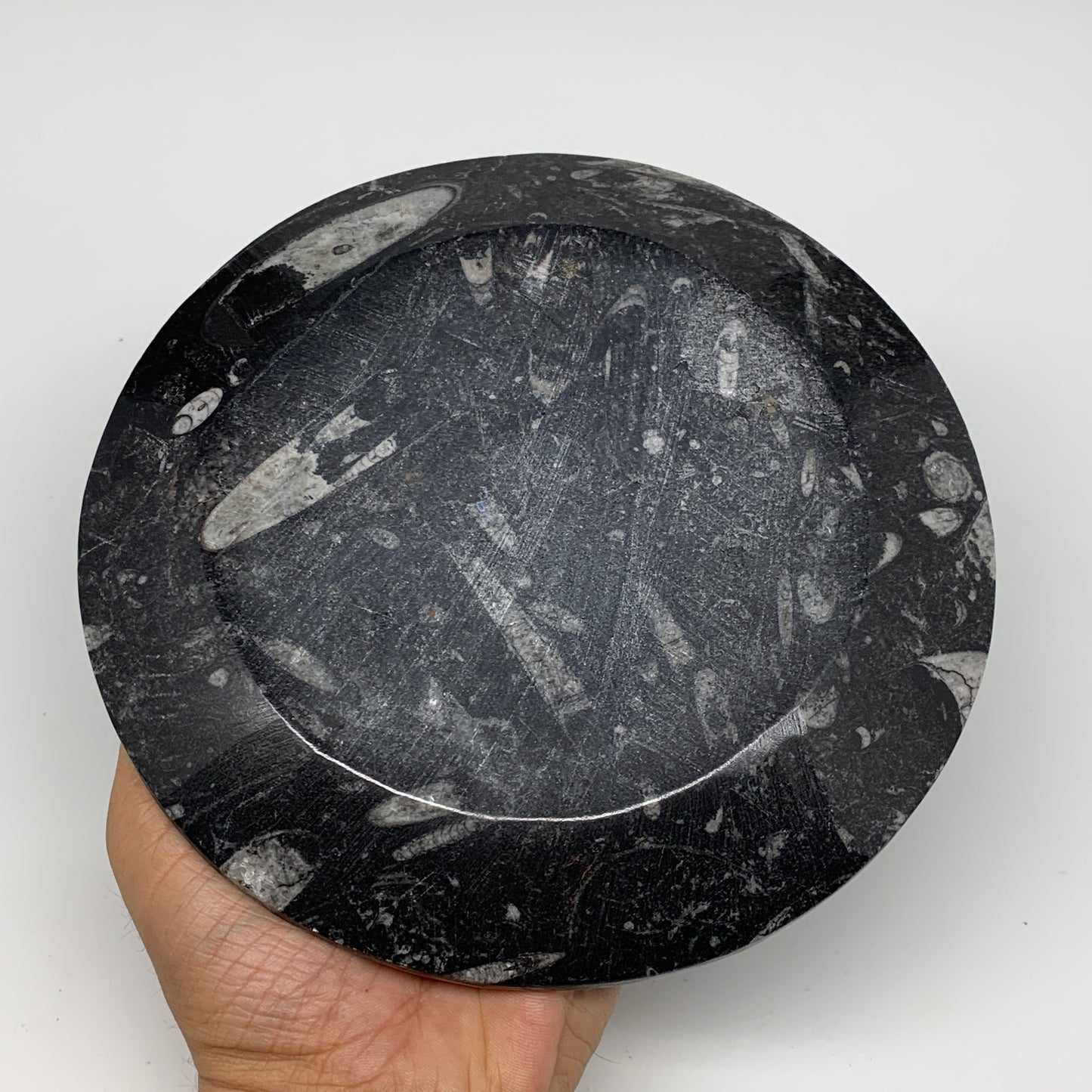 1024g, 2pcs Set,7" Fossils Orthoceras Bowls Round Ammonite Ring @Morocco,B8830