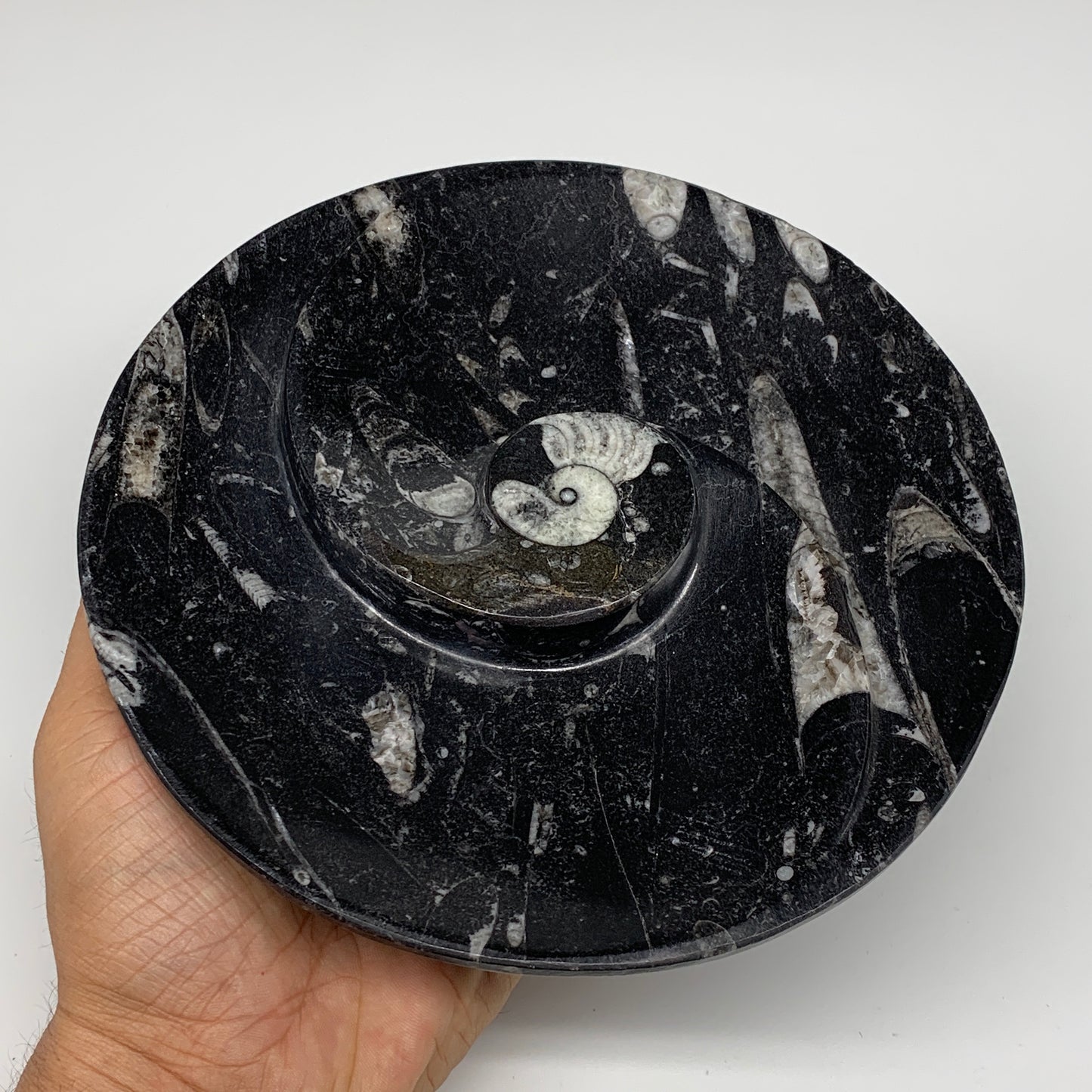 1024g, 2pcs Set,7" Fossils Orthoceras Bowls Round Ammonite Ring @Morocco,B8830