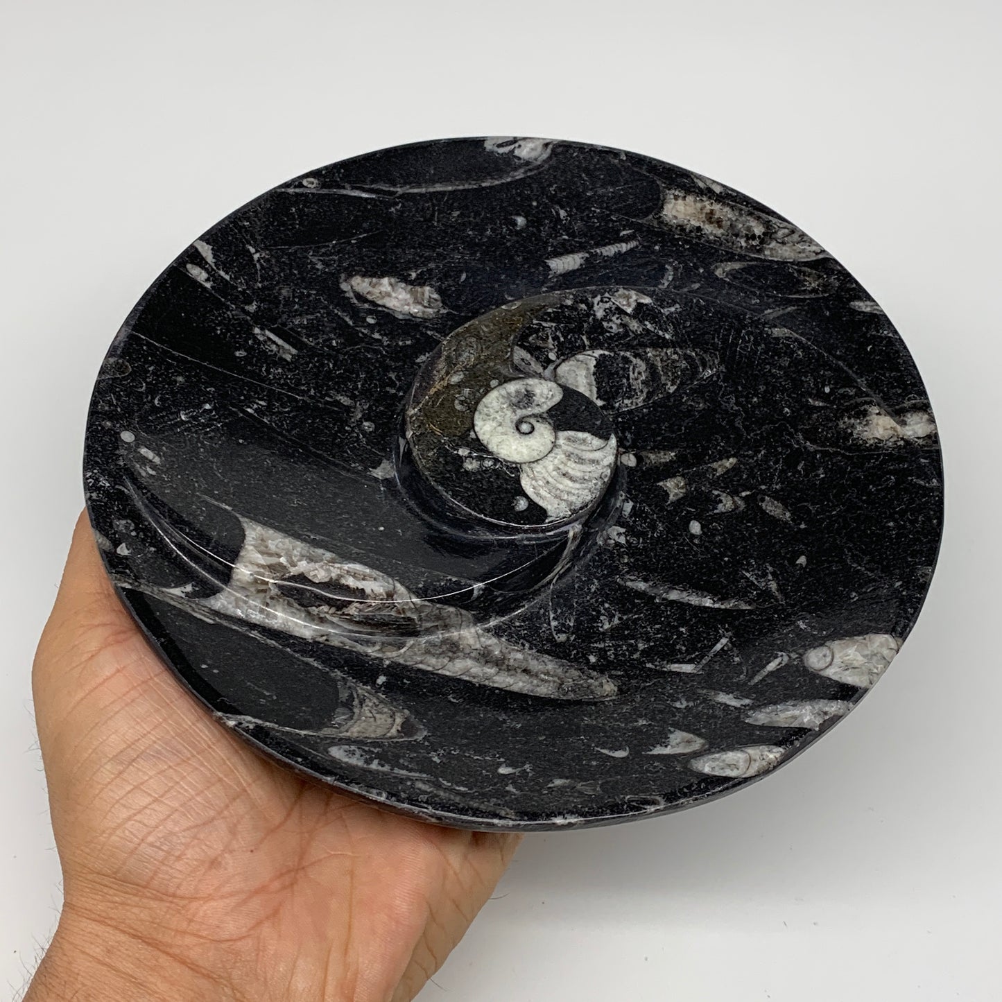 1024g, 2pcs Set,7" Fossils Orthoceras Bowls Round Ammonite Ring @Morocco,B8830