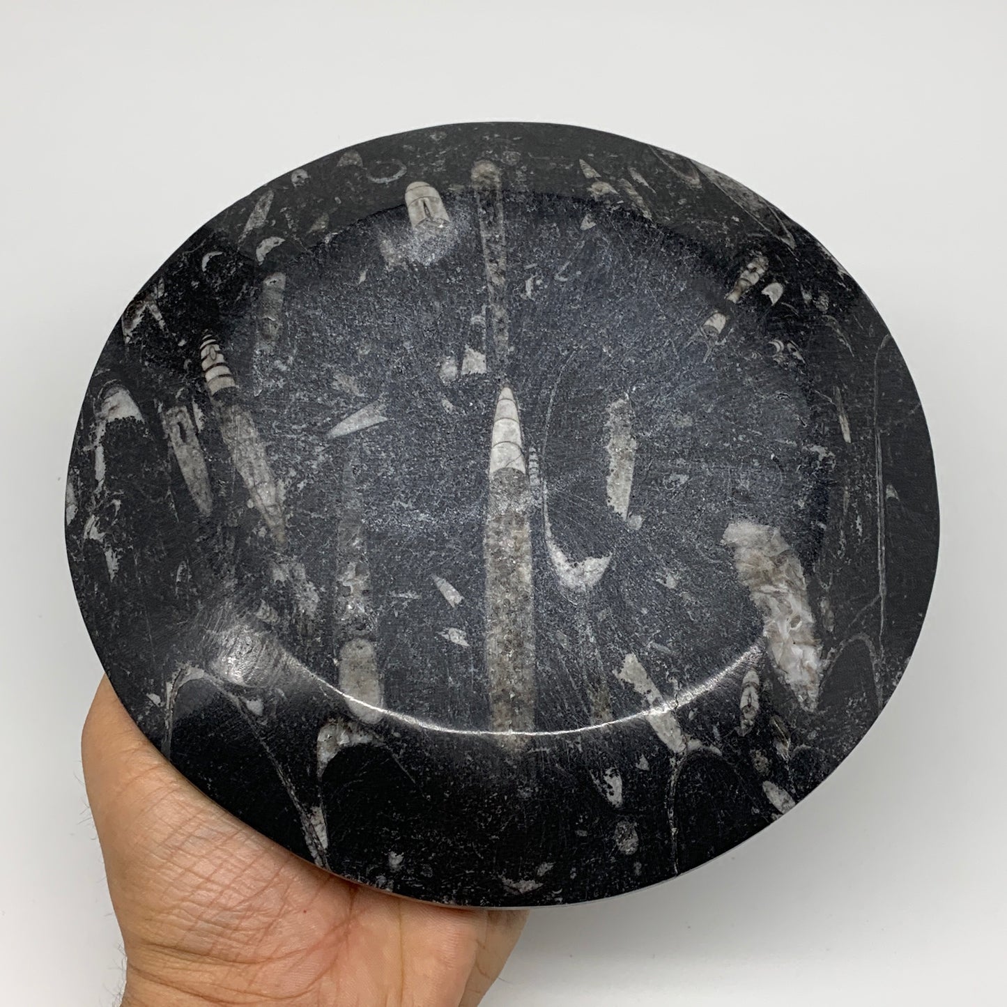 1024g, 2pcs Set,7" Fossils Orthoceras Bowls Round Ammonite Ring @Morocco,B8830