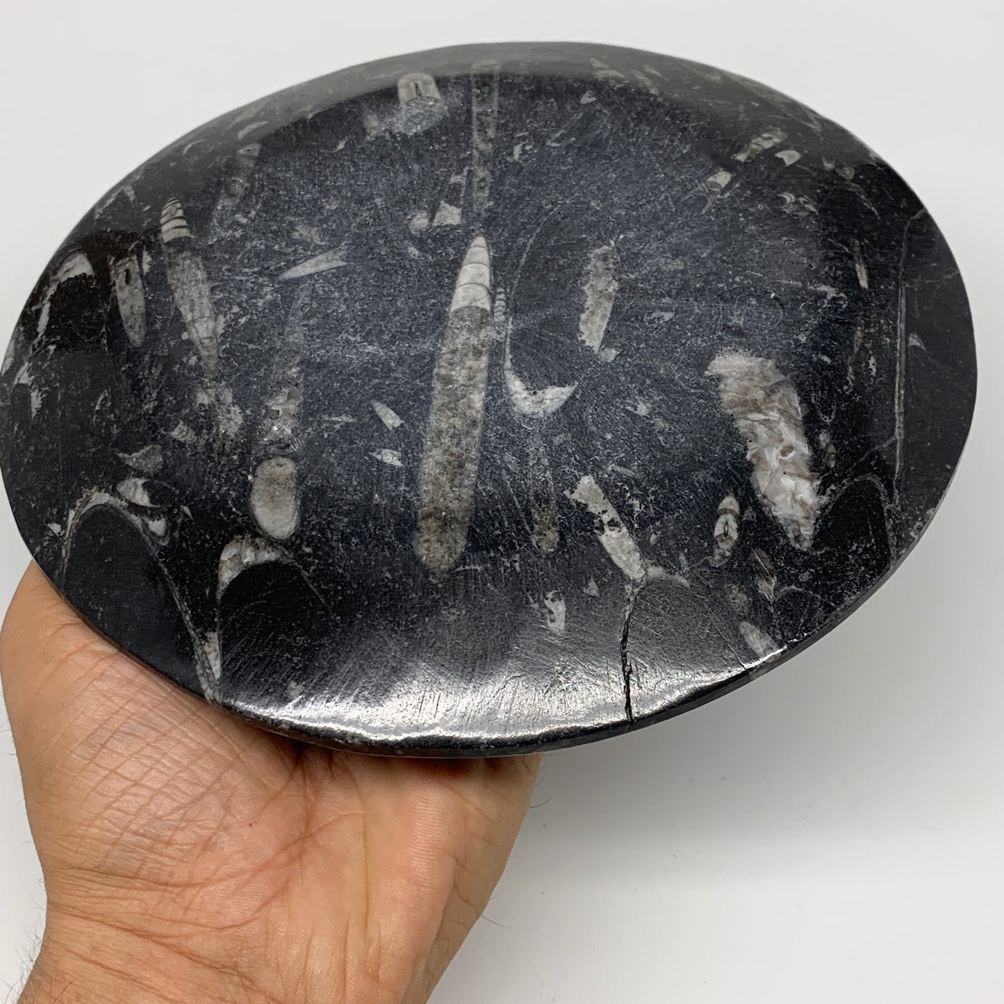 1024g, 2pcs Set,7" Fossils Orthoceras Bowls Round Ammonite Ring @Morocco,B8830