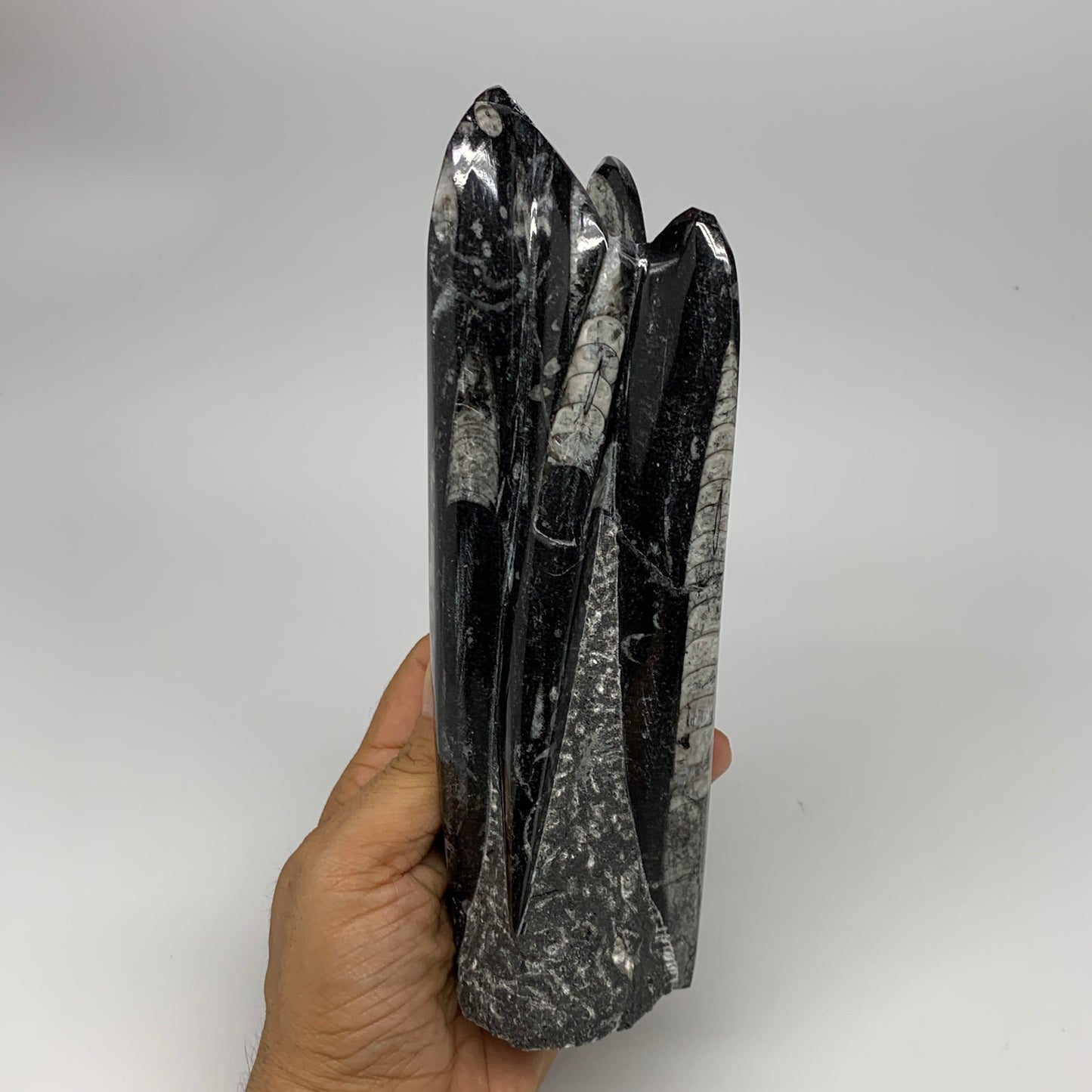 1100g, 8"x2.5"2.6" Black Fossils Orthoceras Sculpture Tower @Morocco, B23408
