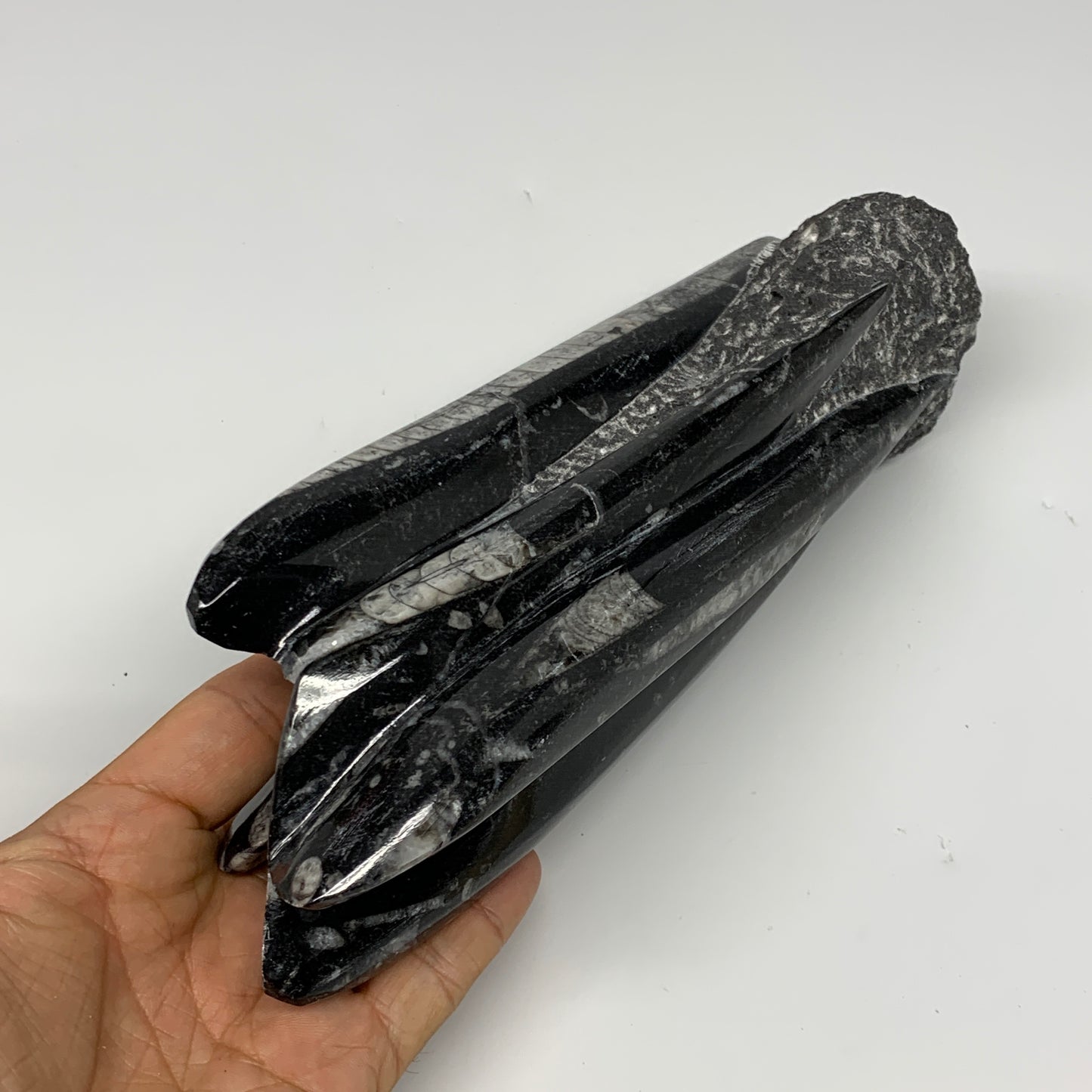 1100g, 8"x2.5"2.6" Black Fossils Orthoceras Sculpture Tower @Morocco, B23408