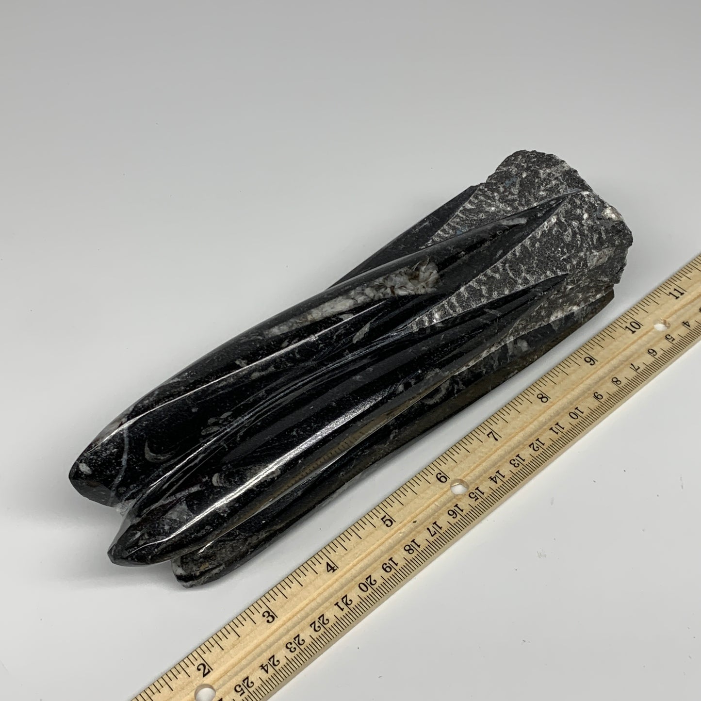 1100g, 8"x2.5"2.6" Black Fossils Orthoceras Sculpture Tower @Morocco, B23408