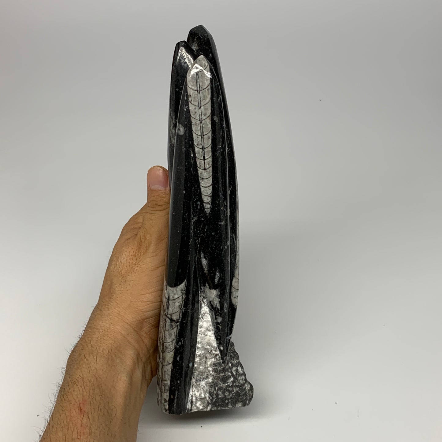 1210g, 6.9"x3.1"2.3" Black Fossils Orthoceras Sculpture Tower @Morocco, B23409