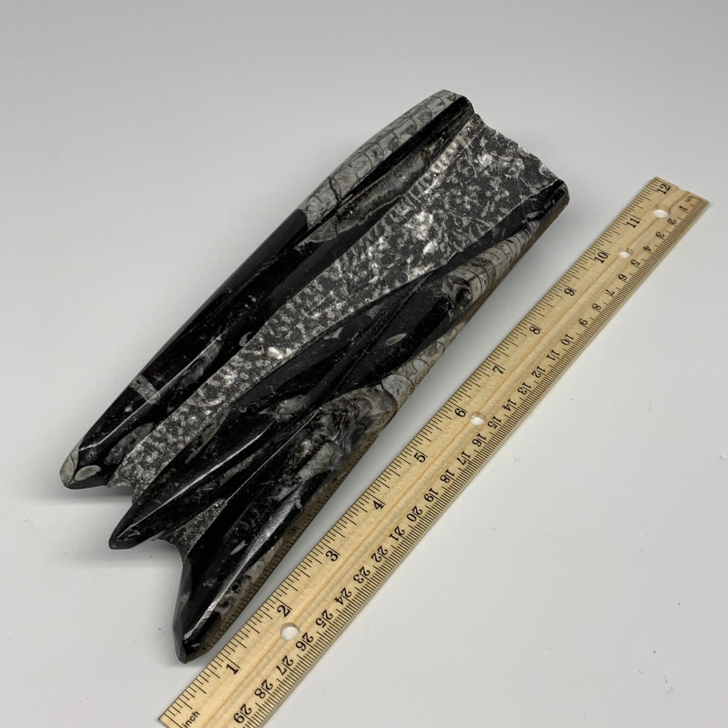 1210g, 6.9"x3.1"2.3" Black Fossils Orthoceras Sculpture Tower @Morocco, B23409