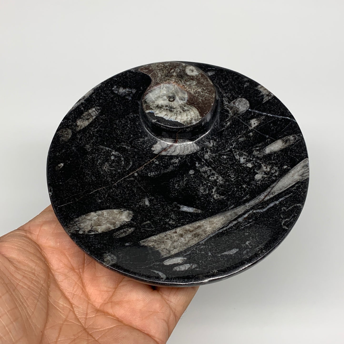 798g, 4pcs, 4.4" Small Black Fossils Ammonite Orthoceras Bowl Round Ring,B8835