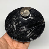 798g, 4pcs, 4.4" Small Black Fossils Ammonite Orthoceras Bowl Round Ring,B8835