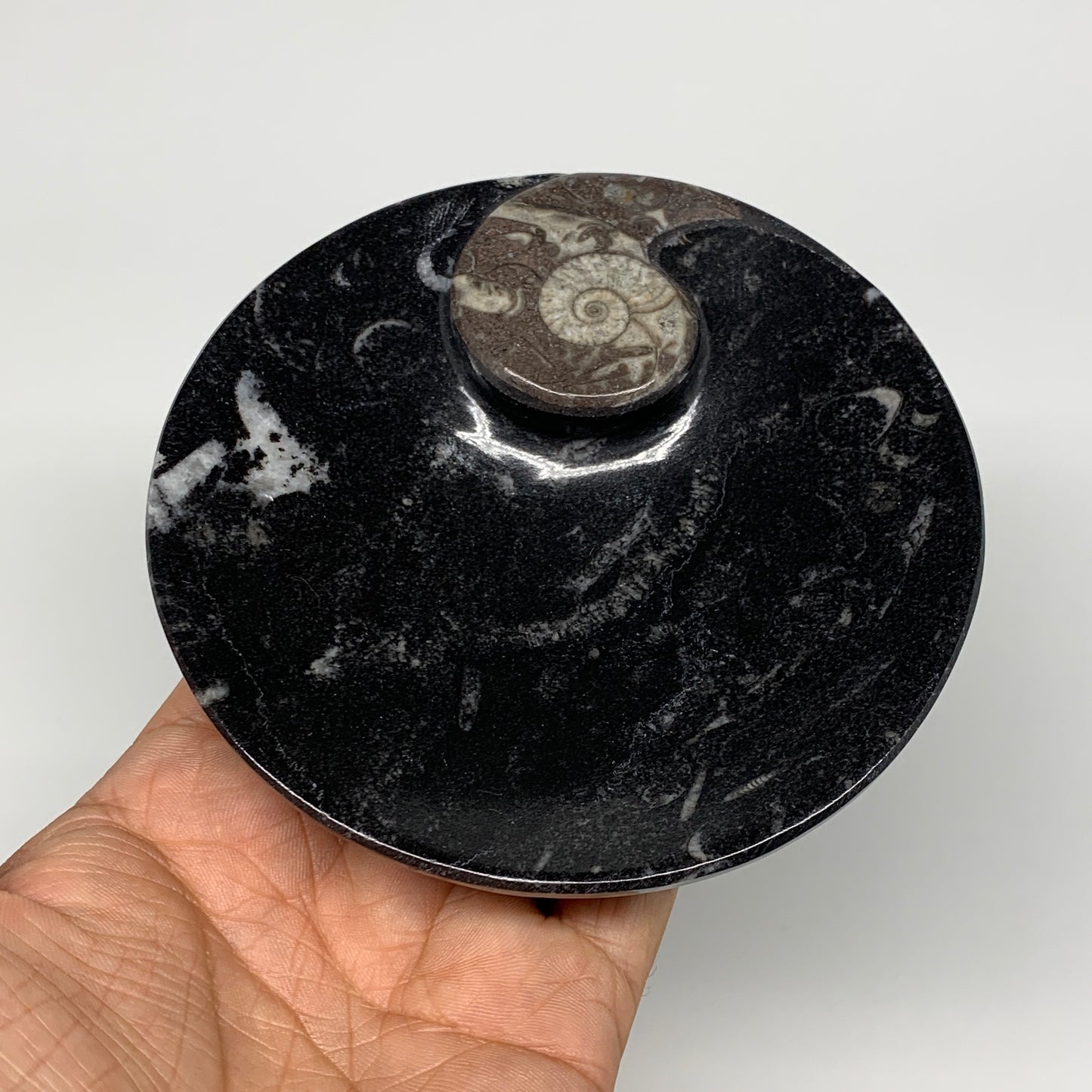 798g, 4pcs, 4.4" Small Black Fossils Ammonite Orthoceras Bowl Round Ring,B8835