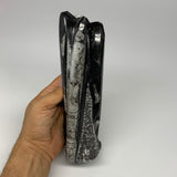 1140g, 8.25"x2.5"2.5" Black Fossils Orthoceras Sculpture Tower @Morocco, B23411