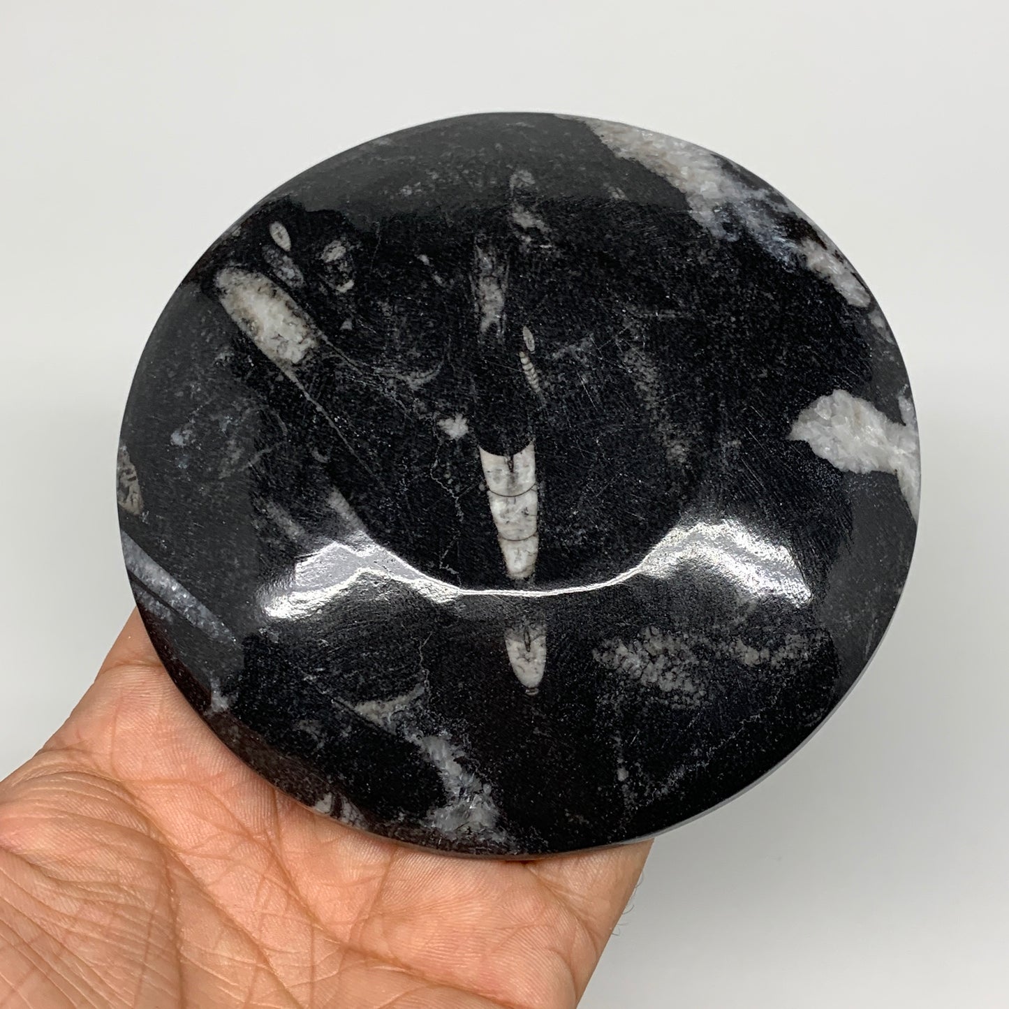 798g, 4pcs, 4.4" Small Black Fossils Ammonite Orthoceras Bowl Round Ring,B8835