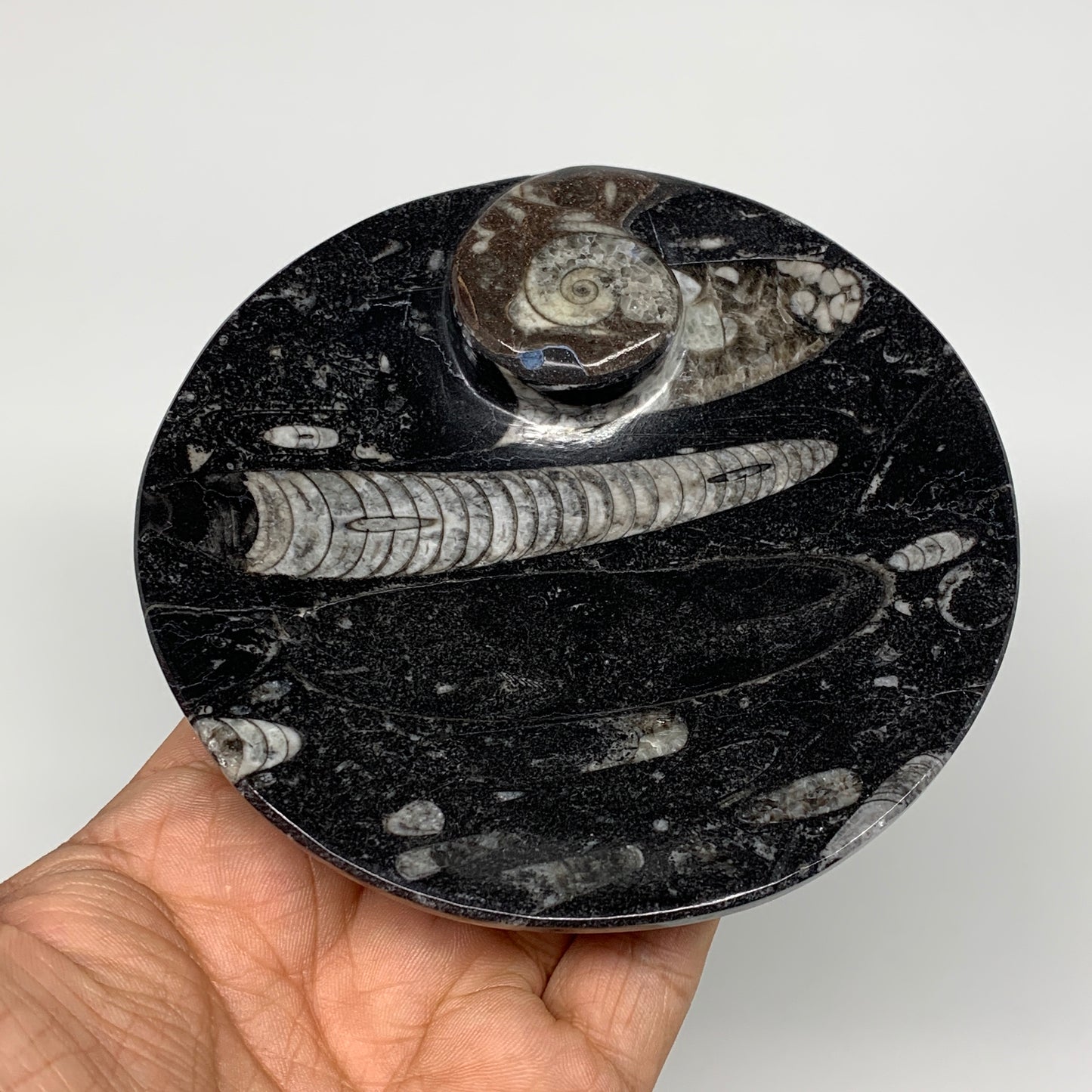 798g, 4pcs, 4.4" Small Black Fossils Ammonite Orthoceras Bowl Round Ring,B8835