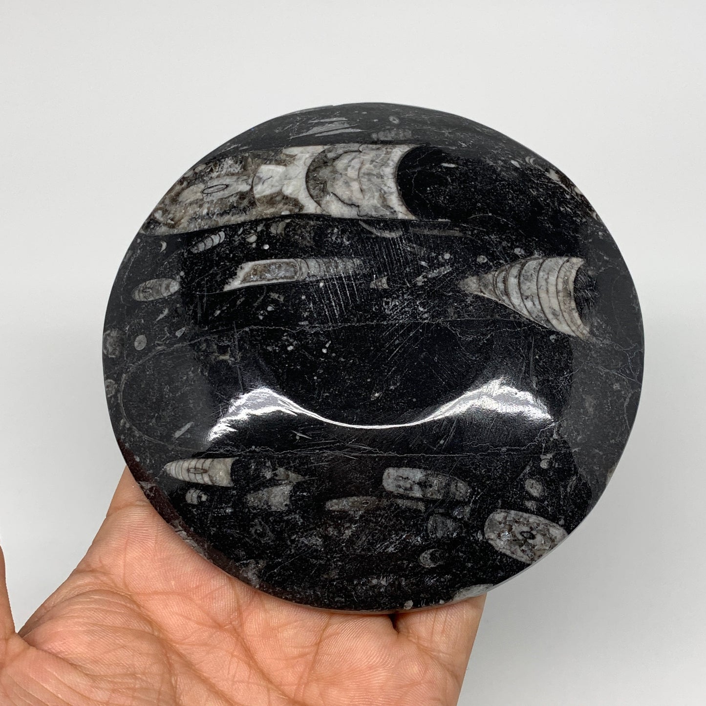 798g, 4pcs, 4.4" Small Black Fossils Ammonite Orthoceras Bowl Round Ring,B8835