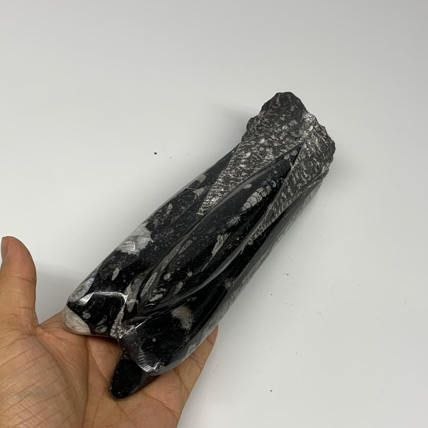1140g, 8.25"x2.5"2.5" Black Fossils Orthoceras Sculpture Tower @Morocco, B23411