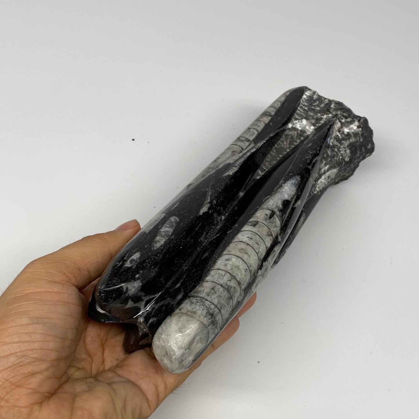 1140g, 8.25"x2.5"2.5" Black Fossils Orthoceras Sculpture Tower @Morocco, B23411