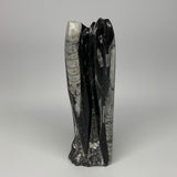 1140g, 8.25"x2.5"2.5" Black Fossils Orthoceras Sculpture Tower @Morocco, B23411