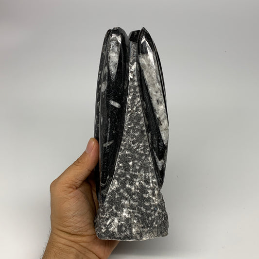 1325g, 7.5"x3.3"x3" Black Fossils Orthoceras Sculpture Tower @Morocco, B23412