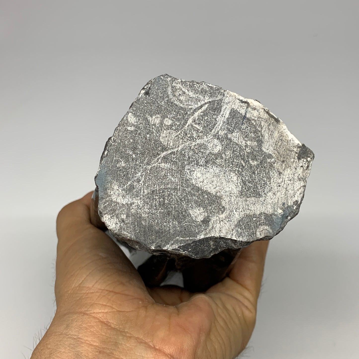 1325g, 7.5"x3.3"x3" Black Fossils Orthoceras Sculpture Tower @Morocco, B23412